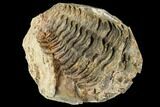 Fossil Calymene Trilobite Nodule - Morocco #106621-1